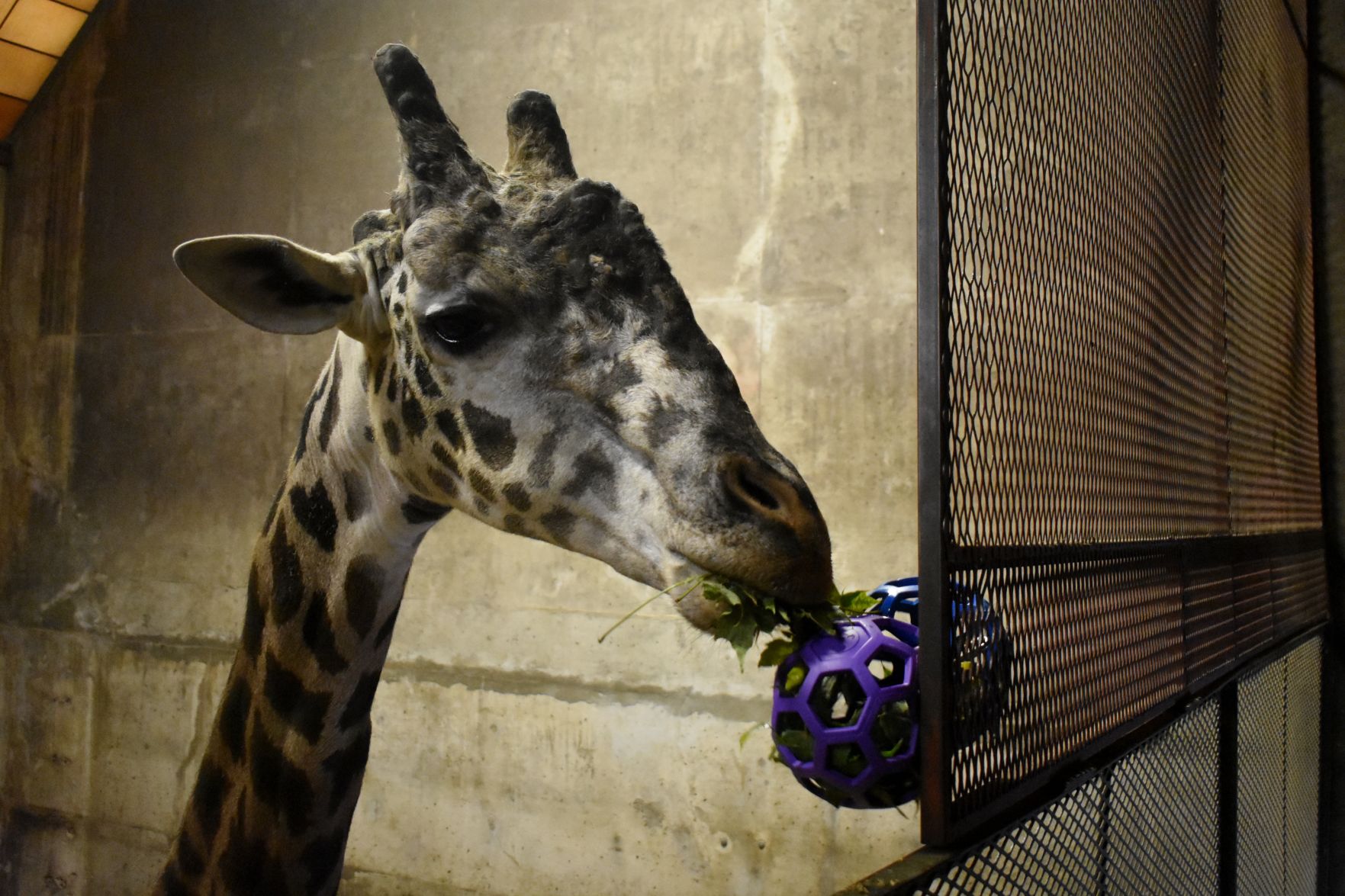 Mac the giraffe
